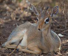 Dik-Dik