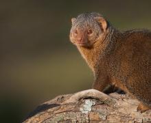 Dwarf Mongoose