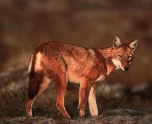 Ethiopian Wolf