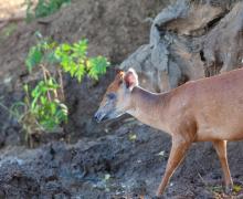 Duiker