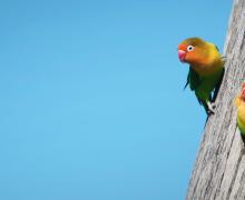 Fischer's lovebird