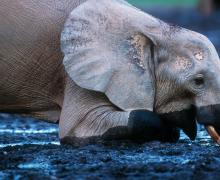 Forest Elephant