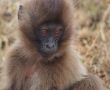 Gelada