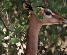 Gerenuk