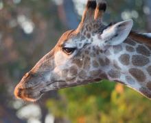 Giraffe