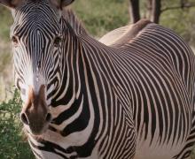 Grevy's Zebra