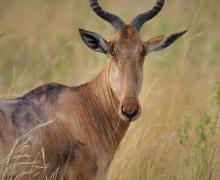 Hartebeest