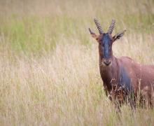 Hartebeest