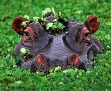 Hippopotamus