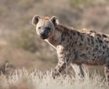 Hyena