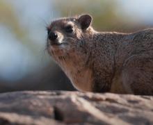 Hyrax