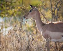 Impala