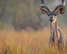 Kudu