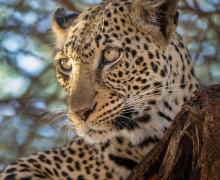 Leopard