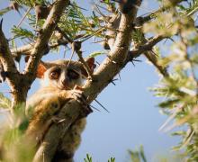 Lesser Bush Baby