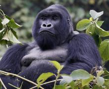 Mountain Gorilla