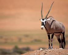 Oryx