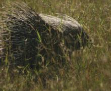 Porcupine