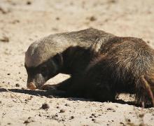 African honey badger.