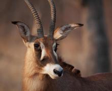 Roan Antelope