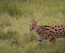 Serval