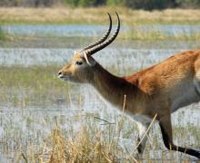List Of Wild Animals And Endangered Species Of Africa
