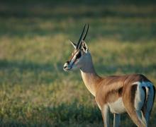 Thomson's Gazelle