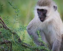 Vervet Monkey