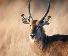 Waterbuck