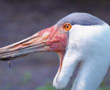 Wattled Crane