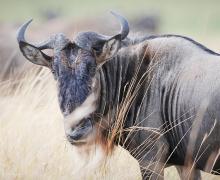 Wildebeest