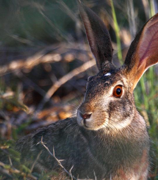 African Hare