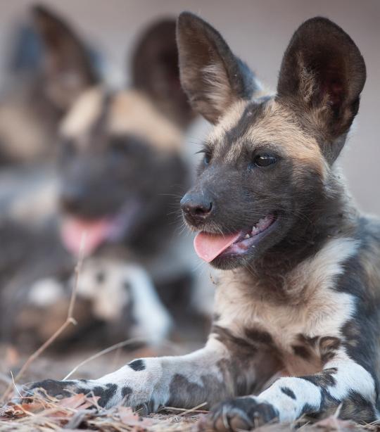 african wild dog being hunted