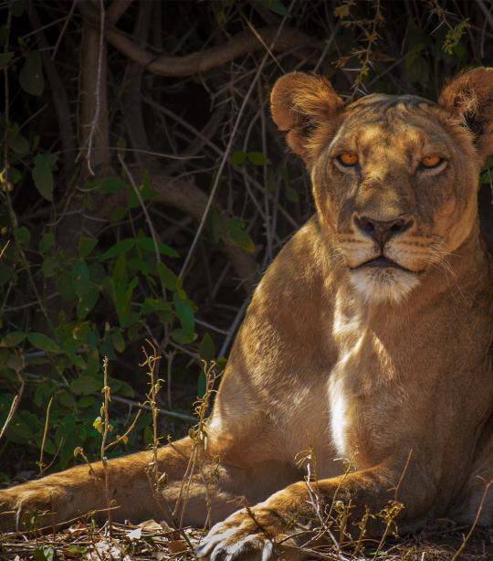 Lion laying down in the shade