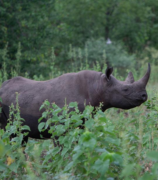 Rhino in the wild