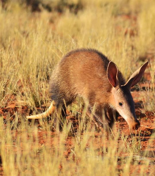 Aardvark