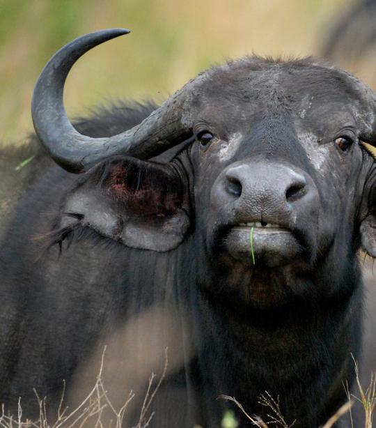 Nautisk Sindssyge At interagere African Buffalo | African Wildlife Foundation