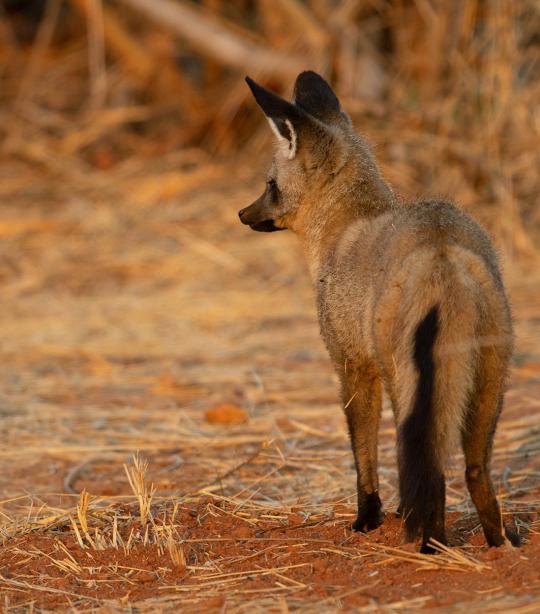 Bat-Eared Fox