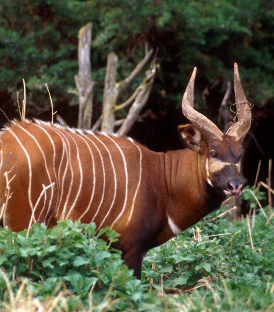 bongo animal