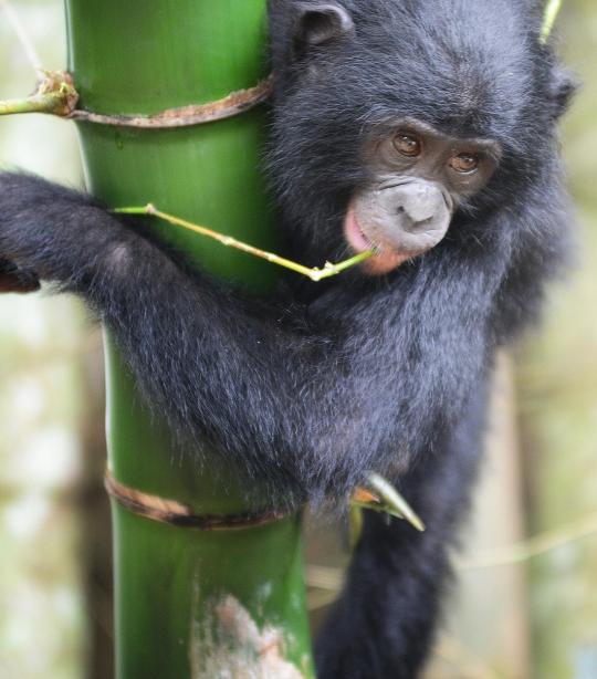 Bonobo