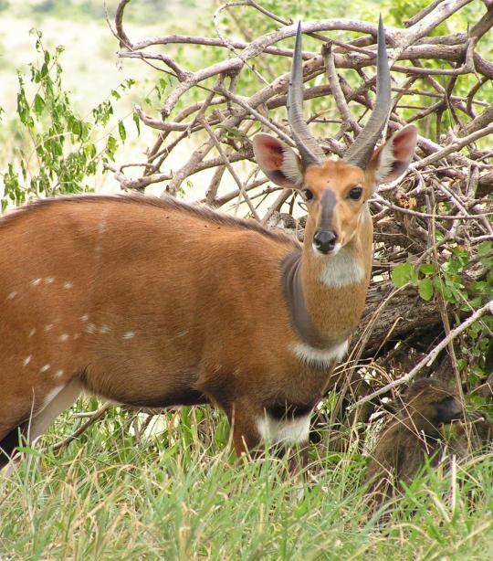 Bushbuck