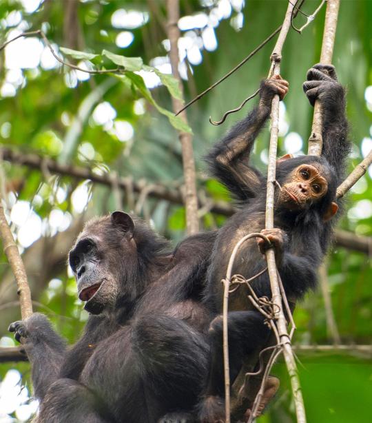 Chimpanzee | African Wildlife Foundation