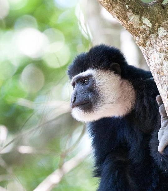 Colobus Monkey  African Wildlife Foundation