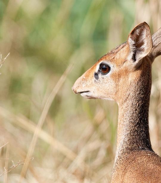 Dik-Dik