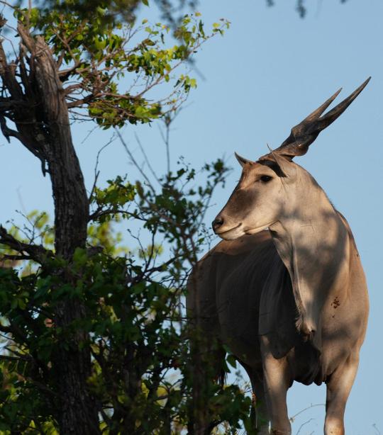 Eland