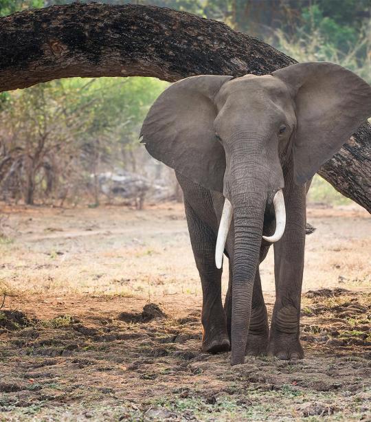 Elephant  African Wildlife Foundation