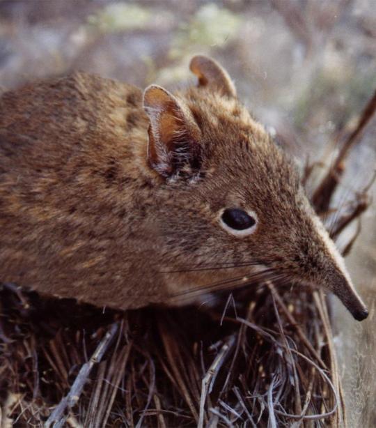 Elephant Shrew