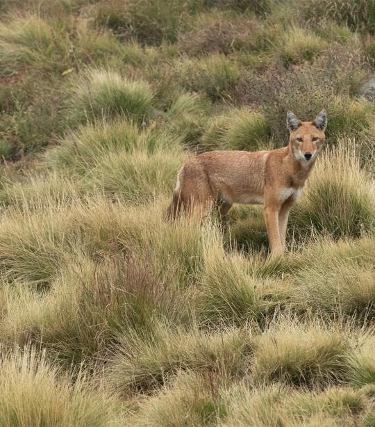 Ethiopian Wolf