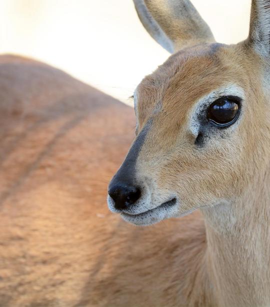 Duiker