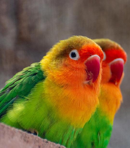 Fischer's lovebird